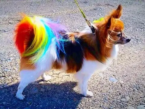 best hair dye for dogs
