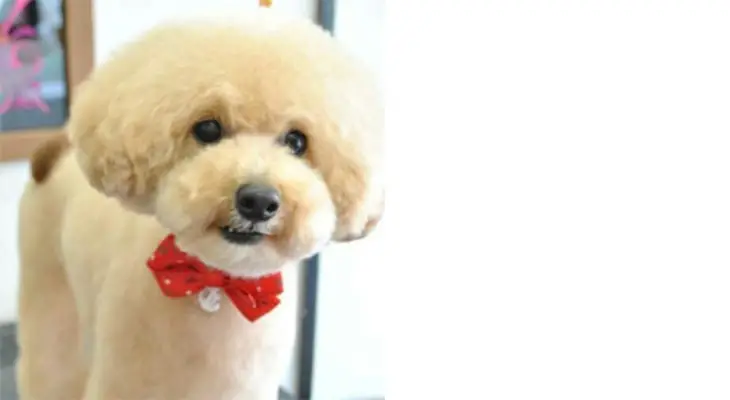 Asian store dog haircuts