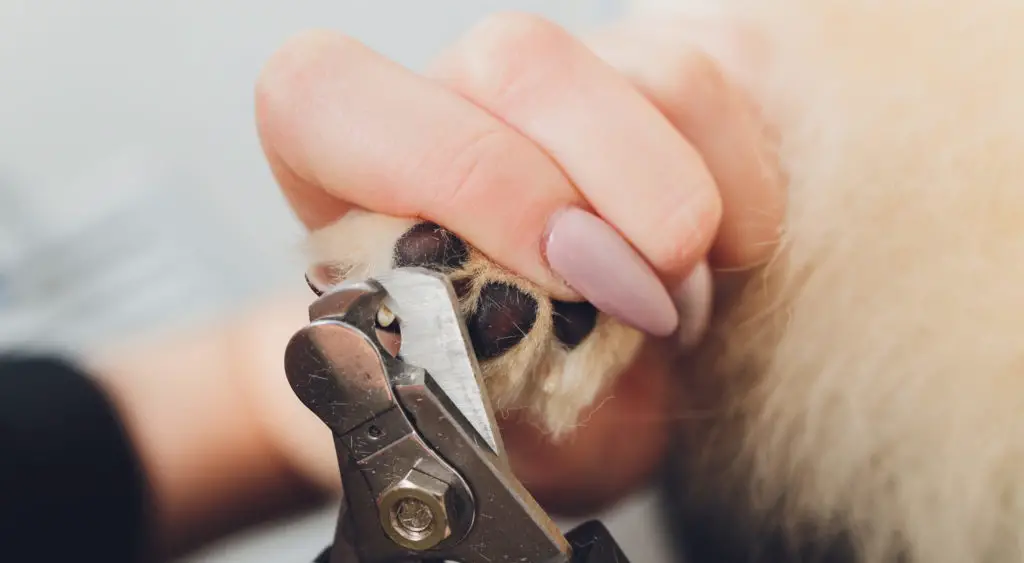 How To Stop Dog Nail Bleeding: A Quick And Safe Guide